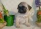 Pug Puppies for sale in Victorville, CA, USA. price: NA
