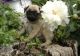 Pug Puppies for sale in Pasadena, TX, USA. price: NA