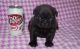 Pug Puppies for sale in Colchester, VT 05446, USA. price: NA