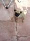 Pug Puppies for sale in Buffalo, NY, USA. price: $550