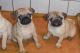 Pug Puppies for sale in Hope, Scituate, RI 02831, USA. price: $400