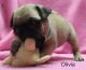 Pug Puppies for sale in Abilene, TX, USA. price: NA