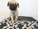Pug Puppies for sale in California, USA. price: NA