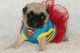 Pug Puppies for sale in Stirling, Stirling, Stirling, UK. price: NA