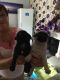 Pug Puppies for sale in Bear, DE, USA. price: NA