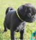 Pug Puppies for sale in Anaheim, CA, USA. price: NA