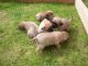 Pug Puppies for sale in Antioch, CA, USA. price: NA