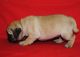 Pug Puppies for sale in Carlsbad, CA, USA. price: NA