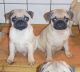 Pug Puppies for sale in Weatherford, TX, USA. price: NA