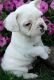 Pug Puppies for sale in Chula Vista, CA, USA. price: NA