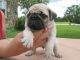 Pug Puppies for sale in Zenia, CA 95595, USA. price: NA