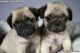 Pug Puppies for sale in Paterson, NJ, USA. price: NA