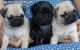 Pug Puppies for sale in Peoria, IL, USA. price: NA
