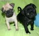 Pug Puppies for sale in Norfolk, VA, USA. price: NA