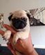 Pug Puppies for sale in Waterbury, CT, USA. price: NA