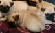 Pug Puppies for sale in Columbus, GA, USA. price: NA