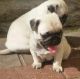 Pug Puppies for sale in Cocolalla, ID 83860, USA. price: NA