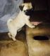 Pug Puppies for sale in Rochester, MN, USA. price: NA