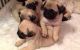 Pug Puppies for sale in Jamesburg, NJ 08831, USA. price: NA