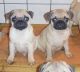 Pug Puppies for sale in Los Lunas, NM 87031, USA. price: NA