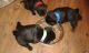 Pug Puppies for sale in Mandan, ND 58554, USA. price: NA