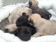 Pug Puppies for sale in West Kingston, South Kingstown, RI 02892, USA. price: NA
