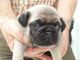 Pug Puppies for sale in Richardson, TX, USA. price: NA