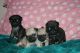 Pug Puppies for sale in Hardwick, VT, USA. price: NA