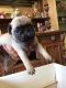 Pug Puppies for sale in Brownsville, TX, USA. price: NA