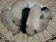 Pug Puppies for sale in Odessa, TX, USA. price: NA