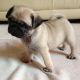 Pug Puppies for sale in Aberdeen, SD 57401, USA. price: $400