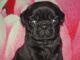 Pug Puppies for sale in Sharon, PA, USA. price: $750