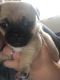 Pug Puppies for sale in Leeds, West Yorkshire, UK. price: 600 GBP