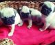 Pug Puppies for sale in Pleasantville, PA 16341, USA. price: NA