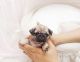 Pug Puppies for sale in Amarillo, TX, USA. price: NA