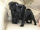 Pug Puppies for sale in Albert Lea, MN 56007, USA. price: NA
