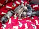 Pug Puppies for sale in New Delhi, Delhi 110001, India. price: 14000 INR