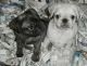 Pug Puppies for sale in Boynton, OK 74422, USA. price: NA