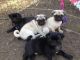 Pug Puppies for sale in Yoncalla, OR 97499, USA. price: NA