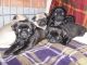 Pug Puppies for sale in Anaheim, CA, USA. price: NA