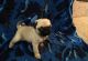 Pug Puppies for sale in Batesburg-Leesville, SC, USA. price: NA