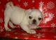 Pug Puppies for sale in Florida, USA. price: NA