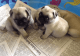 Pug Puppies for sale in Tampa, FL, USA. price: $200