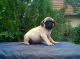 Pug Puppies for sale in Bristol, TN, USA. price: $400
