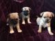 Pug Puppies for sale in South Miami, FL, USA. price: NA