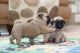 Pug Puppies for sale in Adairsville, GA 30103, USA. price: NA