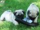 Pug Puppies for sale in Fort Wayne, IN, USA. price: NA