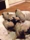 Pug Puppies for sale in Cary, NC, USA. price: NA