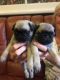 Pug Puppies for sale in Killeen, TX, USA. price: NA