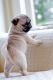 Pug Puppies for sale in Cuyuna, MN, USA. price: NA